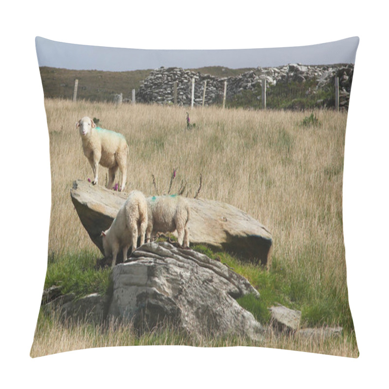 Personality  Irish Sheeps Near Dunquin On Dingle Peninsula Pillow Covers