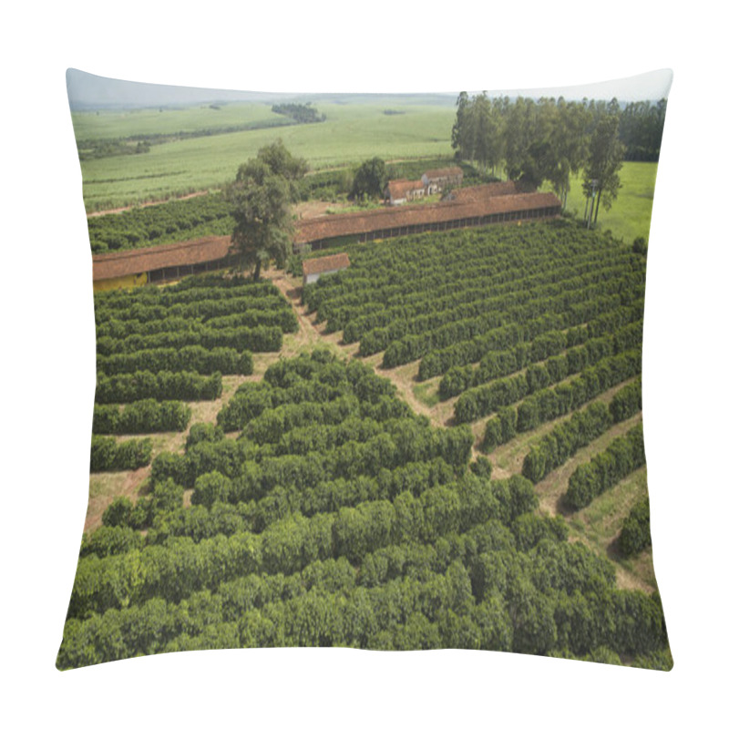 Personality  Small Farm Chickens And Coffee In The Interior Of Brazil  Pillow Covers