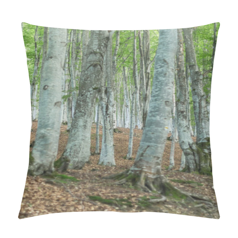 Personality  Capture The Ethereal Beauty Of A Carpathian Beech Forest With Its Striking Gray Tree Trunks Creating A Mesmerizing Atmosphere Pillow Covers