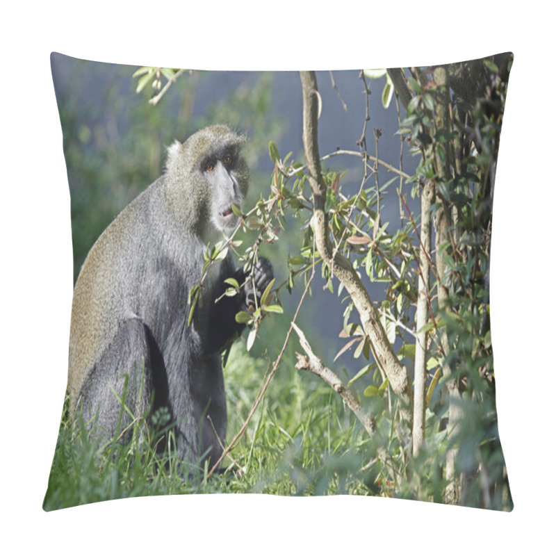 Personality  Cercopithecus Lhoesti Sitting On Grass Pillow Covers