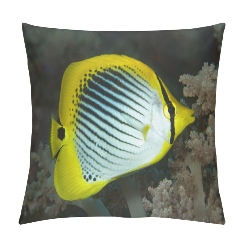 Personality  Spot-Tail Butterflyfish Chaetodon Ocellicaudus Pillow Covers