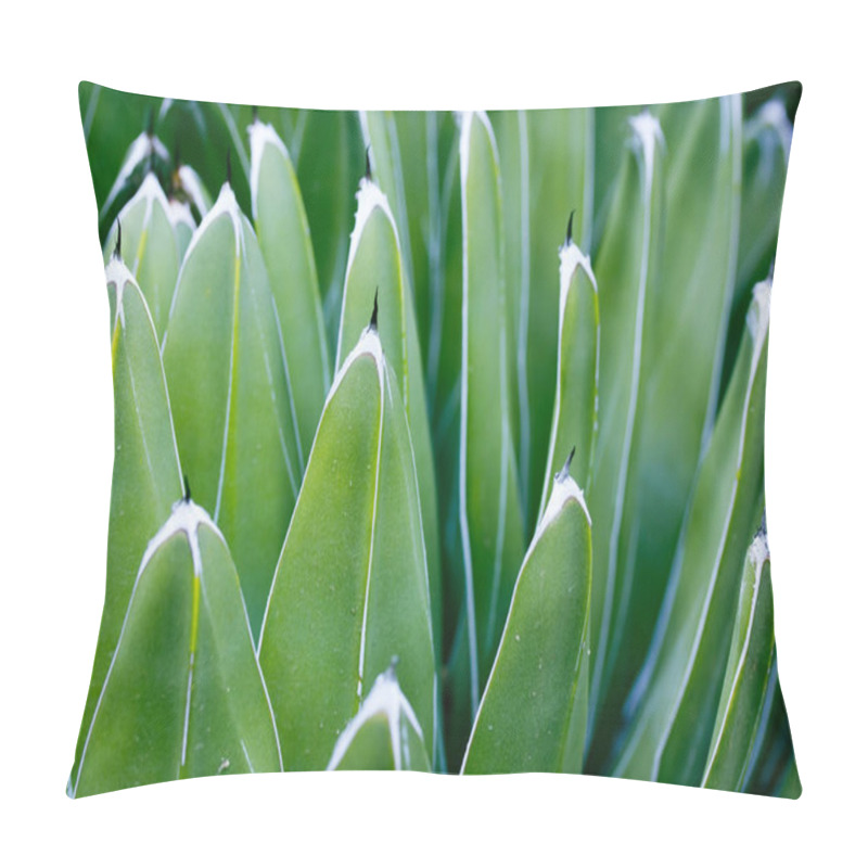 Personality  Beautiful Queen Victoria Agave. Cacti Succulent With Green Smooth Long Leaves, A Scarlet-like Plant In A Botanical Garden, Greenhouse, Plantation In Mexico. Natural Wallpaper With Succulents In Mexico Pillow Covers