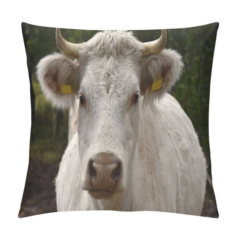 Personality  White Cow On Pasture. Pillow Covers