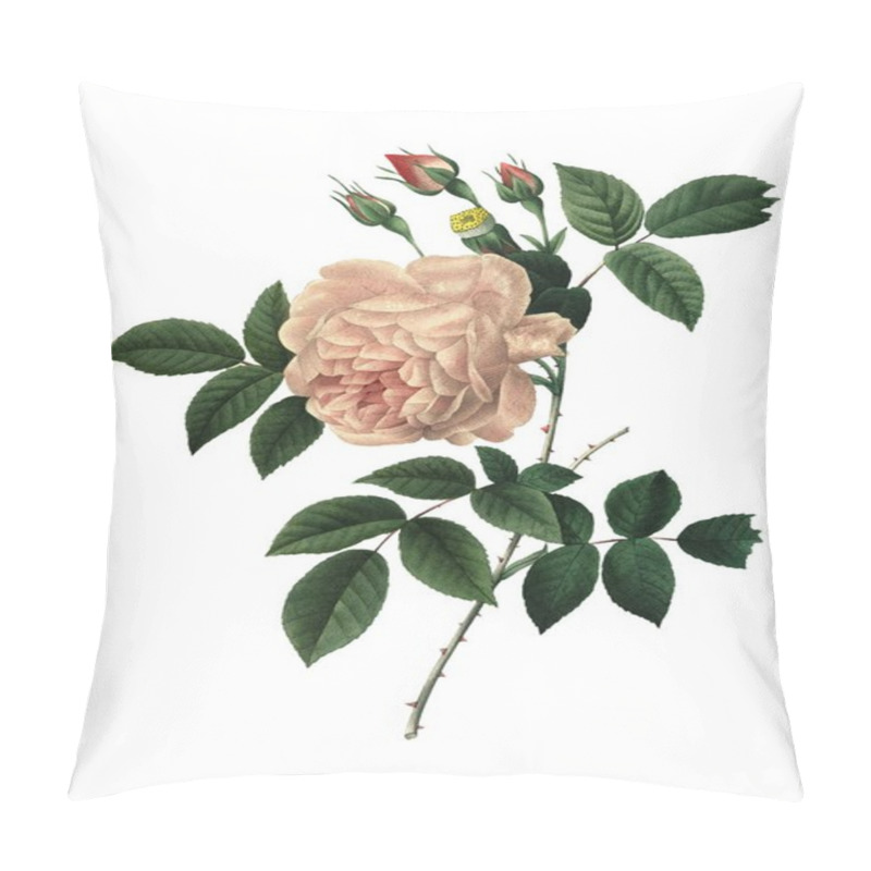 Personality  Rosa Indica Redoute Flower Illustration Pillow Covers