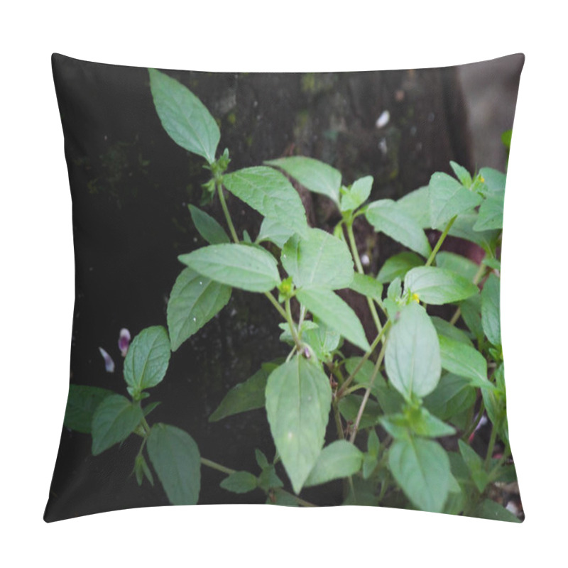 Personality  Green Wild Plants That Grow Anywhere Pillow Covers