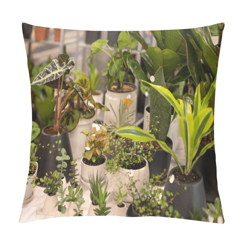 Personality  Composition Of Flowers And Mini Plants At Indoors Home Garden. Decorative Green Plants In Ceramic Pots. Plant Care Concept. House Urban Jungle. Ultivation Different Houseplants And Ornamental Plants. Pillow Covers