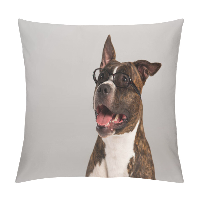 Personality  Purebred Staffordshire Bull Terrier In Eyeglasses Isolated On Grey  Pillow Covers