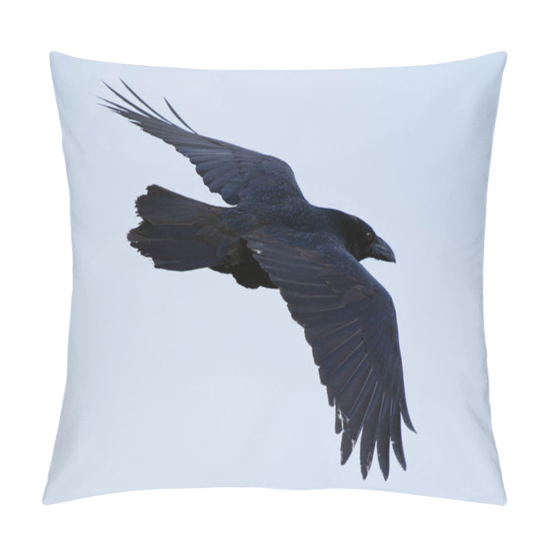 Personality  The Raven Of Iceland And Faeroe Islands Is A Sub Species Of The Common Raven Pillow Covers