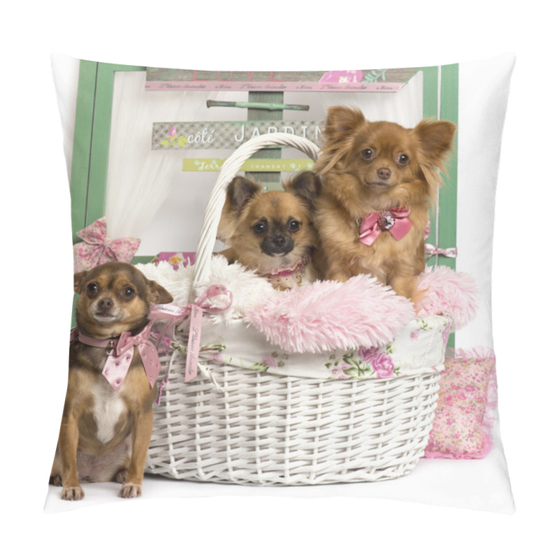 Personality  Group Of Chihuahua Sitting In Front Of A Rustic Background Pillow Covers