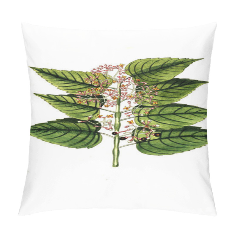 Personality  The Botanical Theme. Old Image Pillow Covers