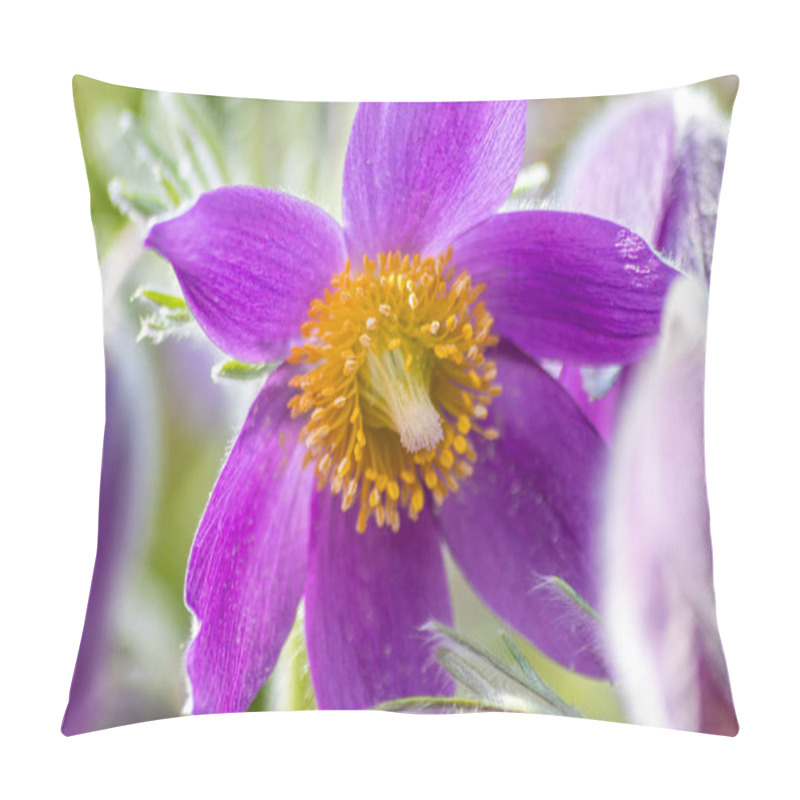 Personality  European Pasqueflower Pulsatilla With Pink And Purple Petals And Yellow Pistils In Spring Sunshine Welcomes Spring And Shows Environmental Protection And A Healthy Environment In Idyllic Garden Scenes Pillow Covers