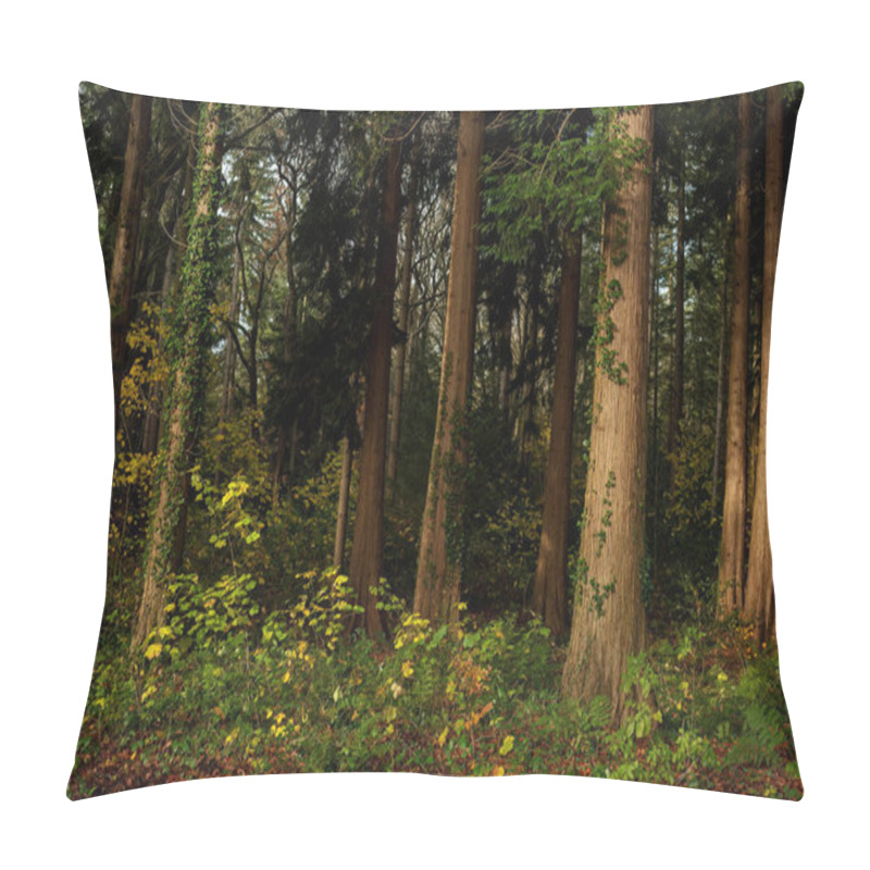 Personality  Trunks Of Sequoia Trees Lit By Sunlight. Pillow Covers