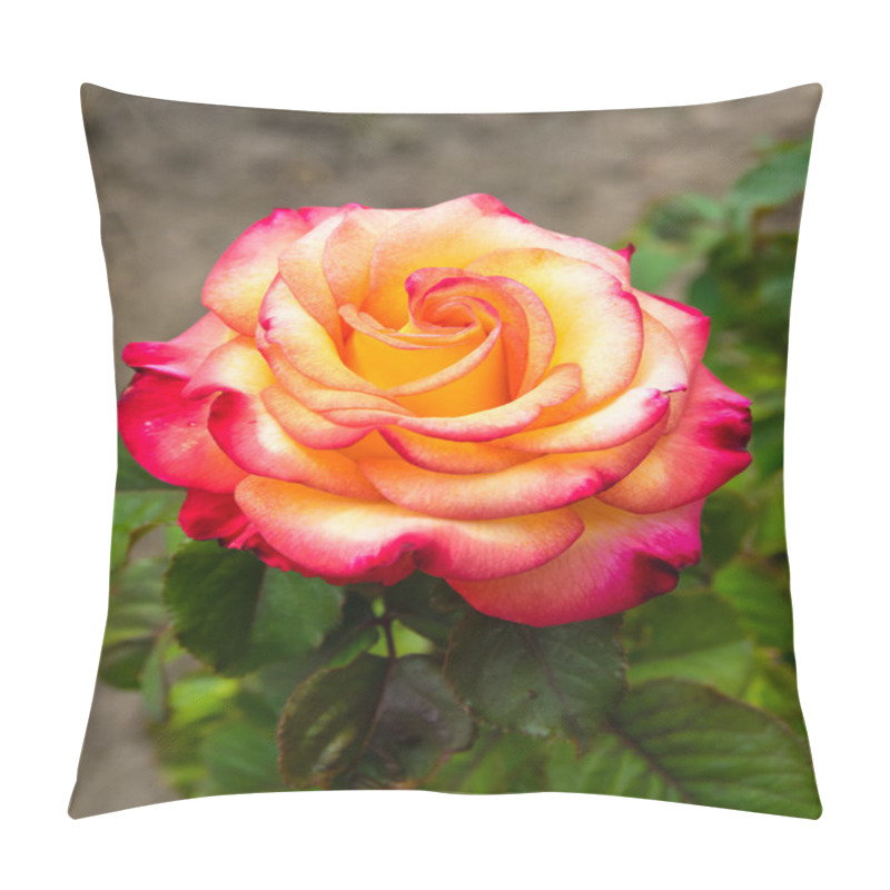 Personality  Rose Blossom In A Large Garden Pillow Covers