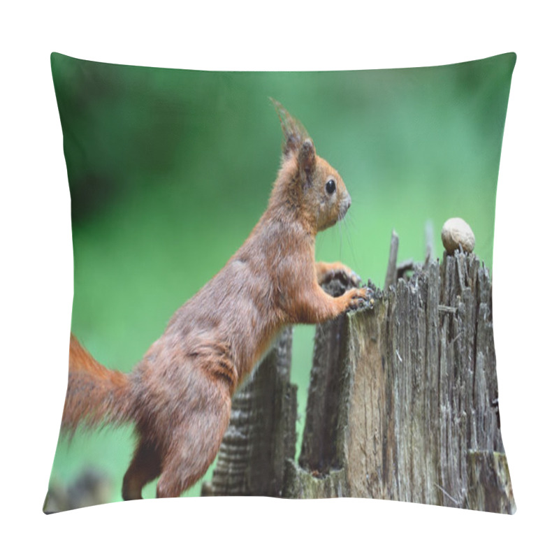 Personality  Red Squirrel Pillow Covers