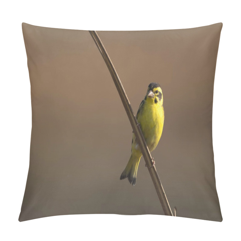 Personality  Yellow Breasted Greenfinch-Chloris Spinoides On Perch  Pillow Covers