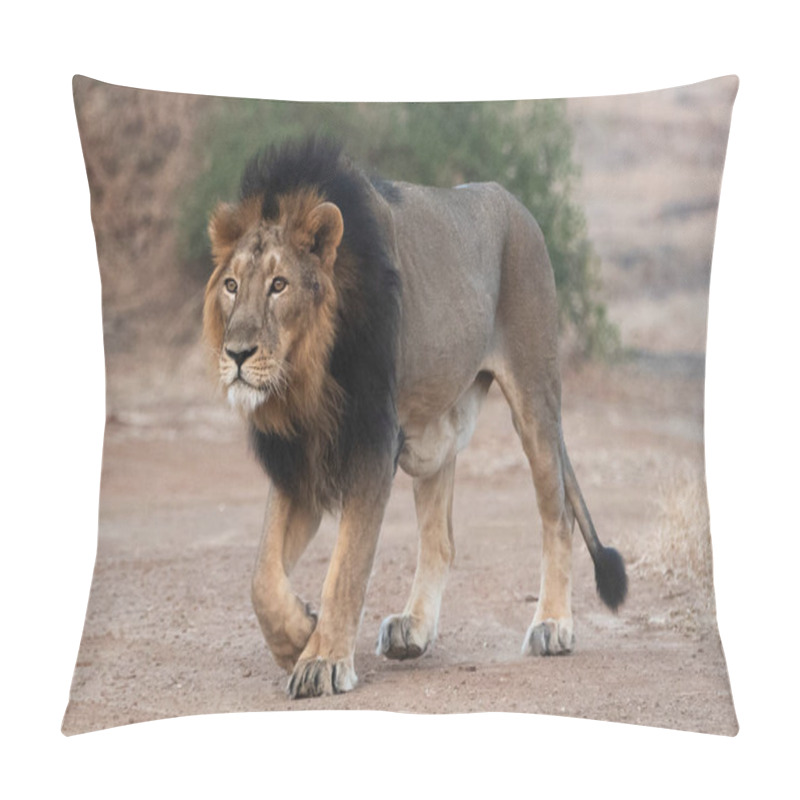 Personality  Large Male Asiatic Lion, In Gir, Gujarat, India  Pillow Covers