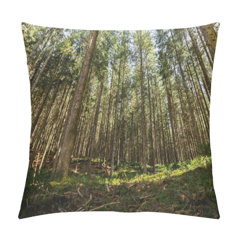 Personality  Fir Forest With Sunlight On Green Meadow  Pillow Covers