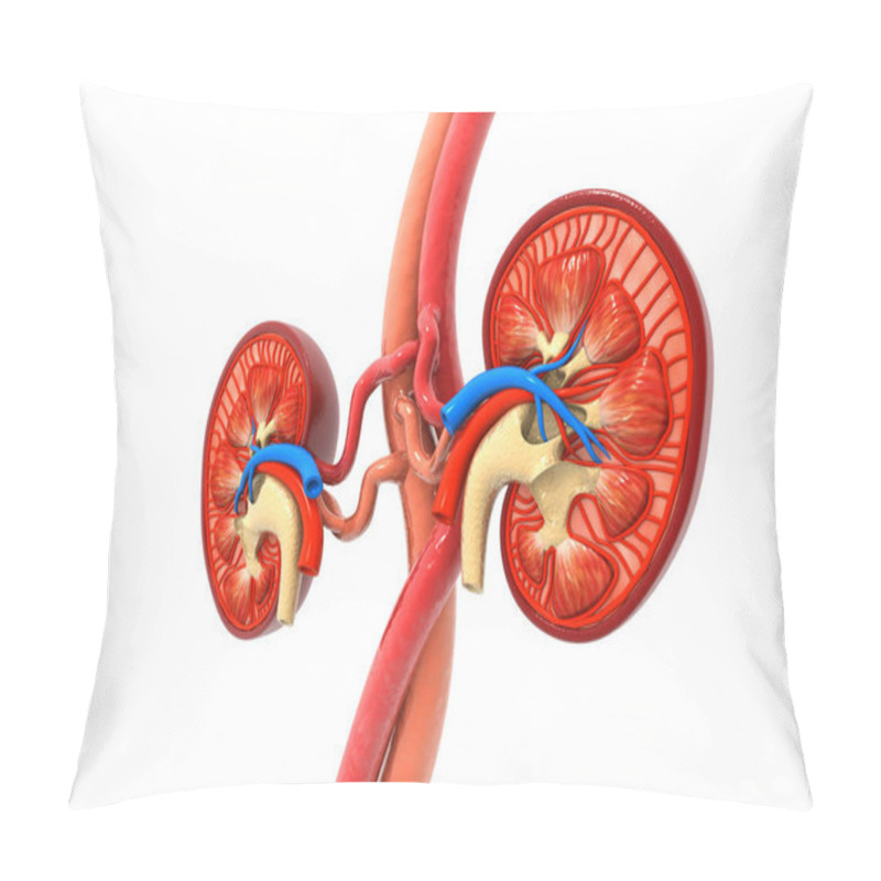 Personality  Human Kidney Cross Section. 3d Render Pillow Covers