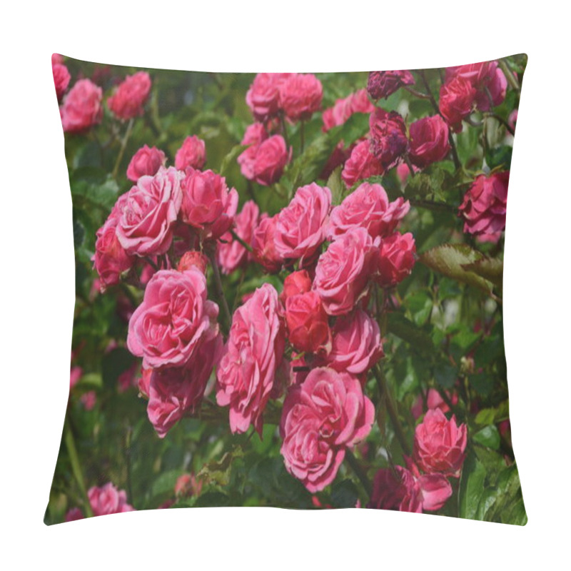 Personality  Green Bush With Fresh Delicate Pink Roses And Green Leaves In A Garden In A Sunny Summer Day, Floral Background Pillow Covers