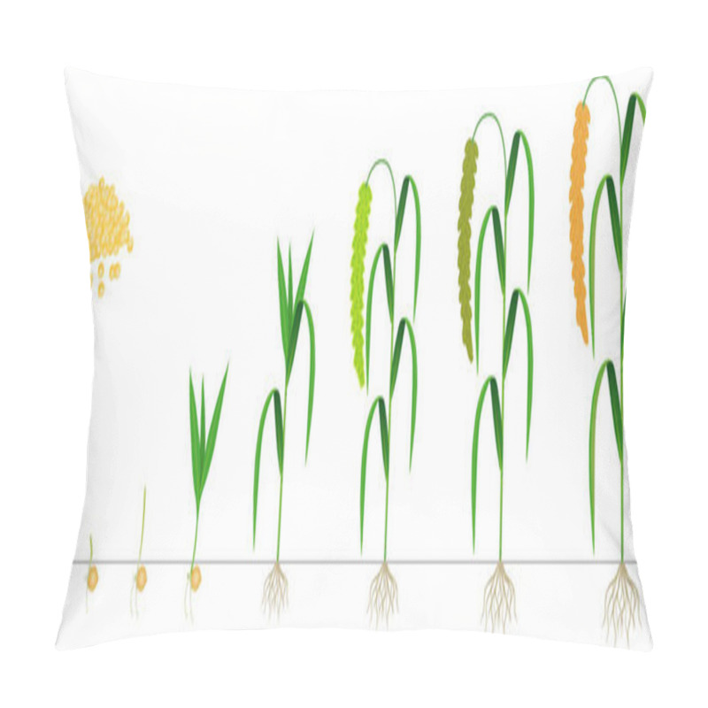 Personality  Cycle Of Growth Of Foxtail Millet Plant On A White Background. Pillow Covers