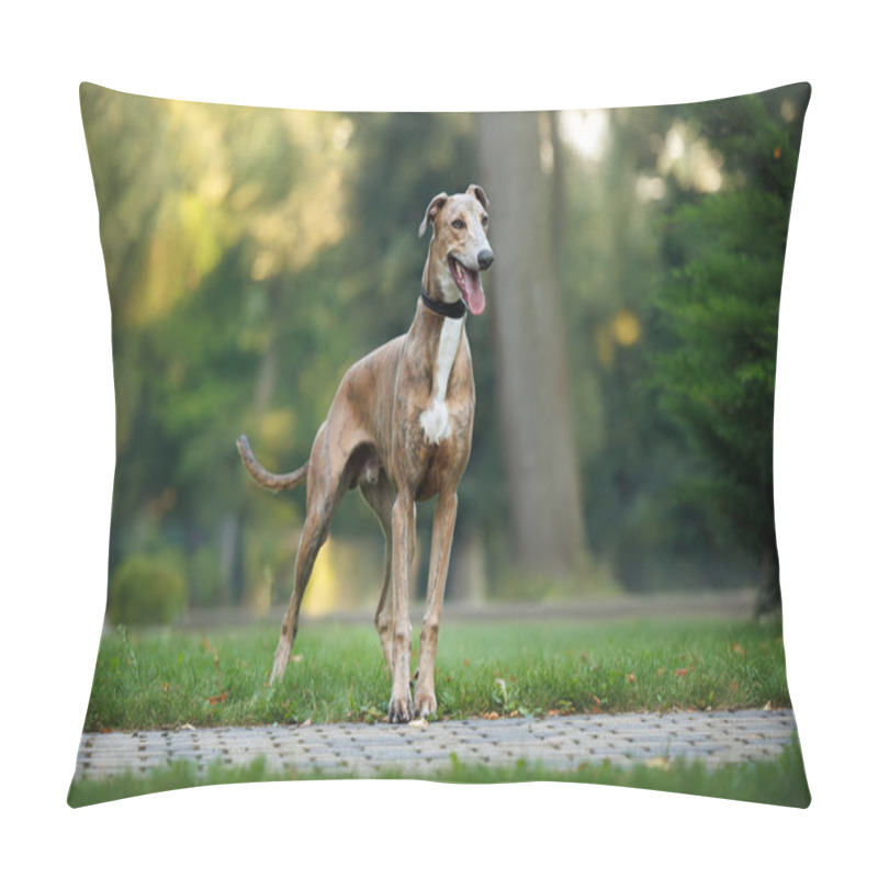 Personality  Beautiful Young Greyhound Dog Standing Outdoors In The Park Pillow Covers