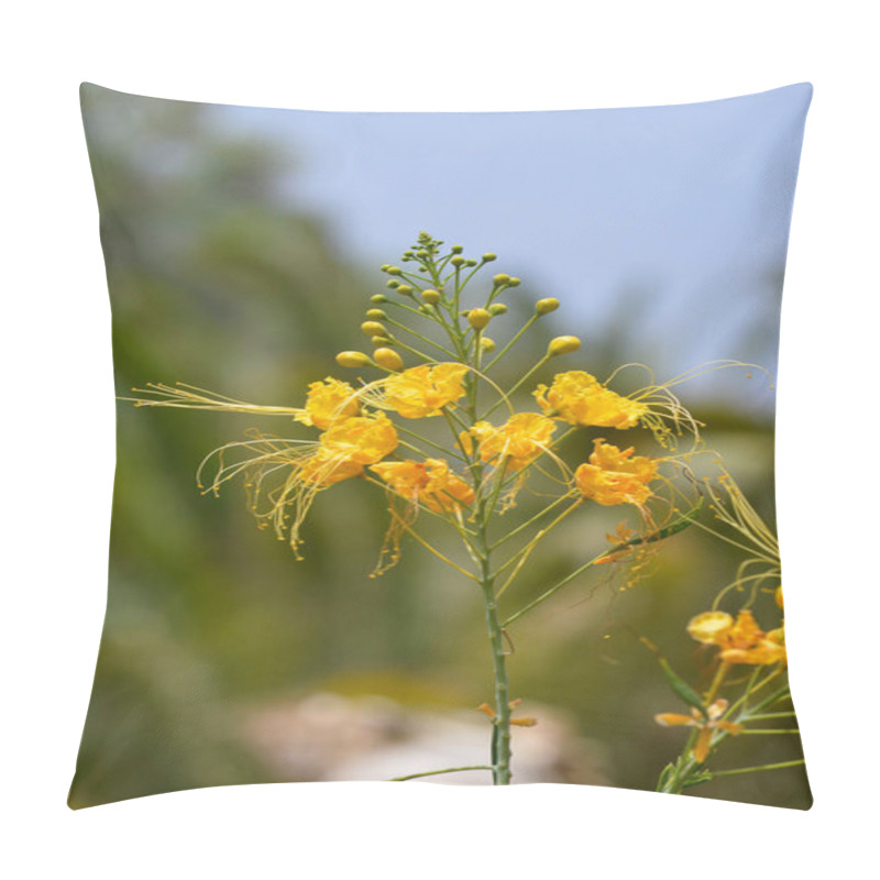 Personality  Dwarf Poinciana Latin Name Caesalpinia Pulcherrima Flowers Pillow Covers