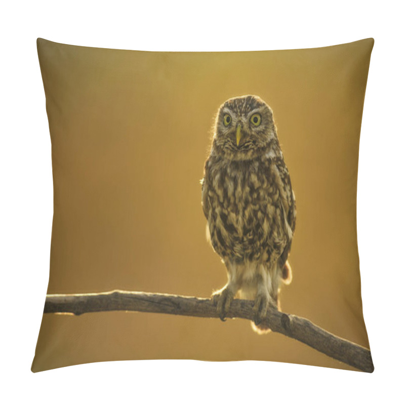 Personality  Little Owl - Athene Noctua, Small Beautiful Owl From European Forest Sitting On The Branch In Nice Evening Golden Light With Clear Background. Pillow Covers