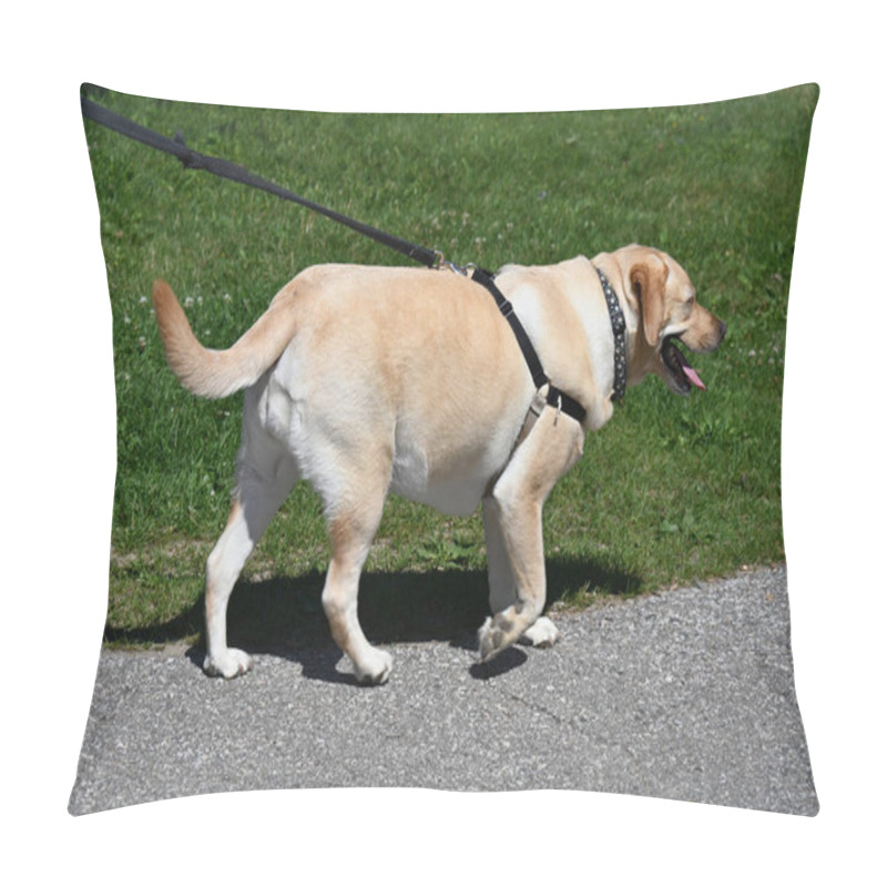 Personality  Dog Walking In The Park Pillow Covers