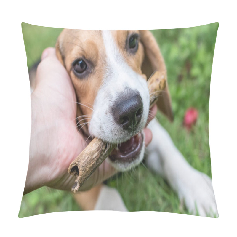 Personality  Cute Puppy Beagle Dog On A Natural Green Background. Tropical Island Bali, Indonesia. Pillow Covers