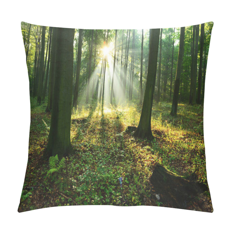 Personality  Beautiful Morning Sunbeams In Autumn Forest Pillow Covers