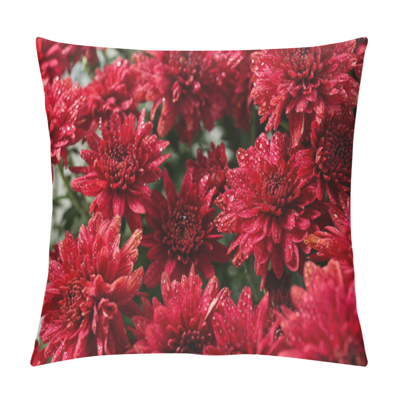 Personality  Beautiful Red Chrysanthemum Flowers With Water Drops, Closeup Pillow Covers