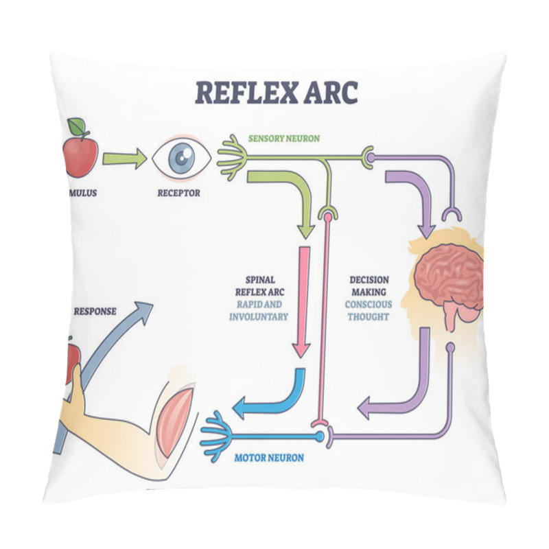 Personality  Reflex ARC Sensory Neuron Pathway From Stimulus To Response Outline Diagram Pillow Covers