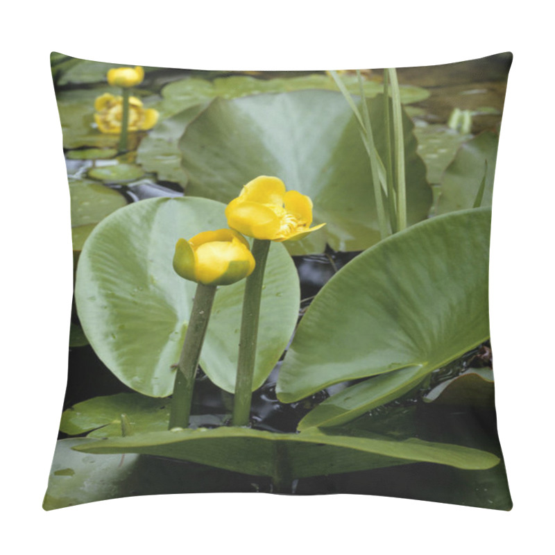 Personality  Teichrose, Nuphar Lutea, Teichrosen, Mummel, Wasserpflanzen Pillow Covers