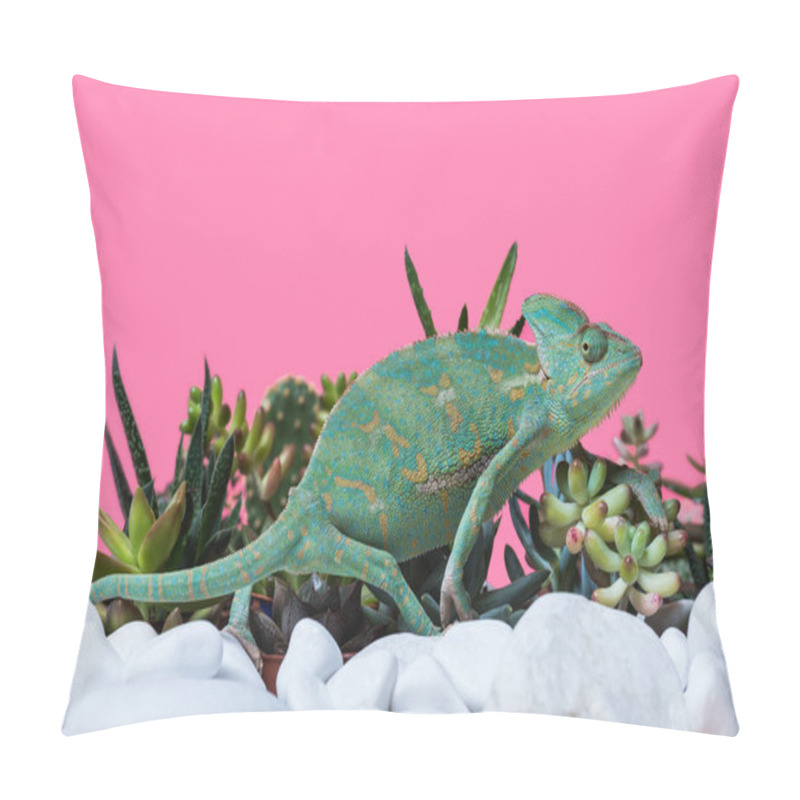 Personality  Side View Of Cute Exotic Chameleon Crawling On Stones And Succulents Isolated On Pink Pillow Covers