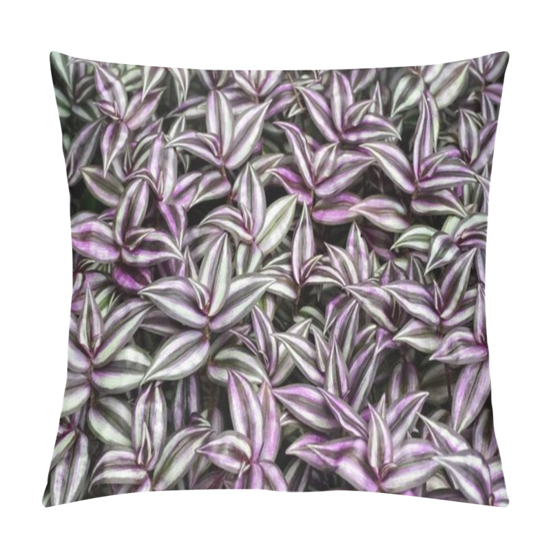 Personality  A Closeup Shot Of Many Wandering Jew Plants Growing In A Field Pillow Covers