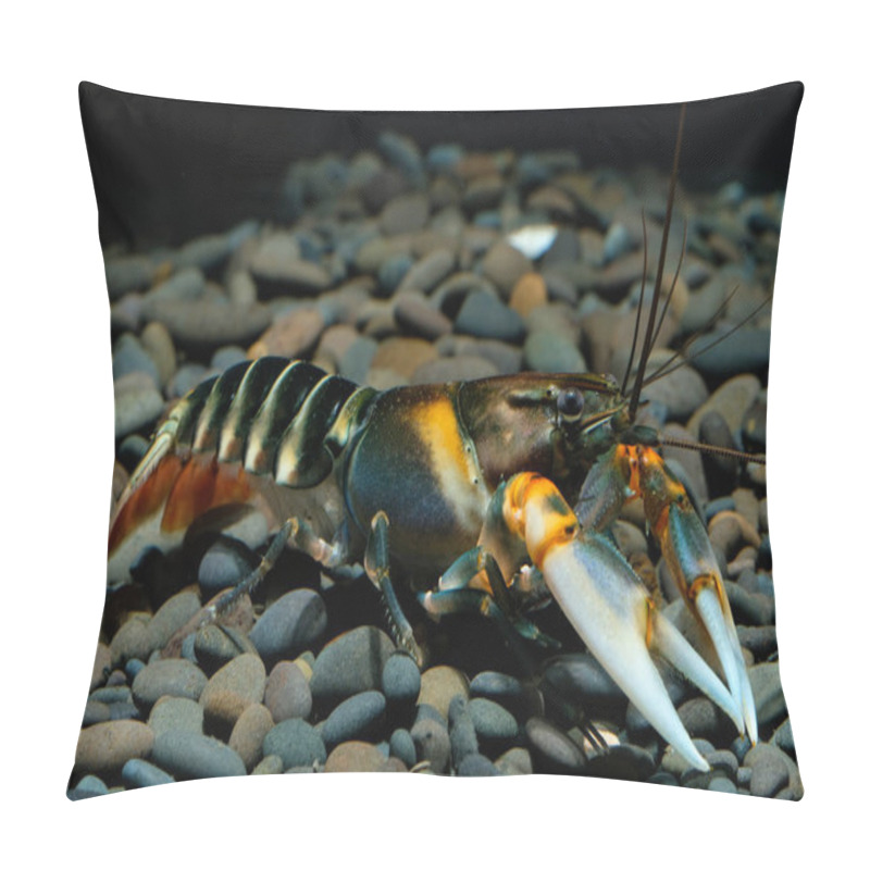 Personality  Crayfish Cherax In The Aquarium Pillow Covers