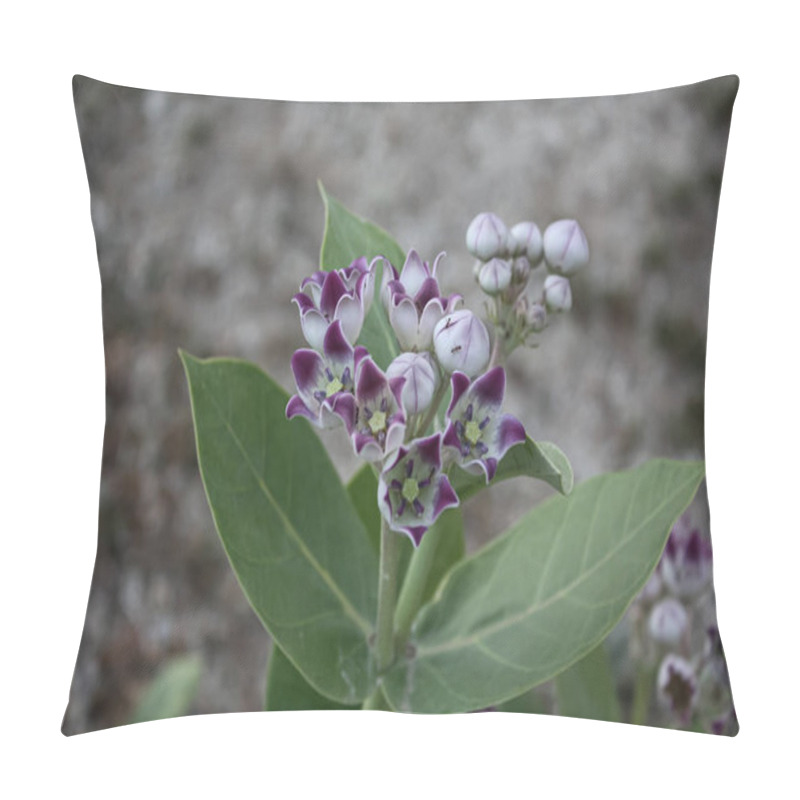 Personality  Calotropis Procera Sapling Plant, Apple Of Sodom, Aak, Madar, Or Giant Milkweed Plants And Flowers In A Hilly Or Mountain Area Pillow Covers