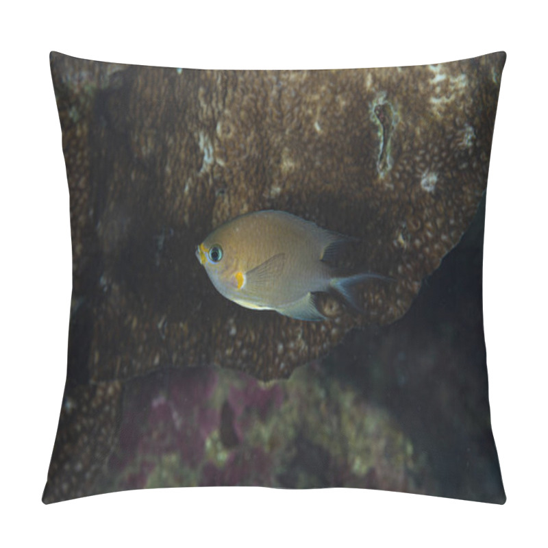 Personality  Ambon Chromis Chromis Amboinensis Pillow Covers