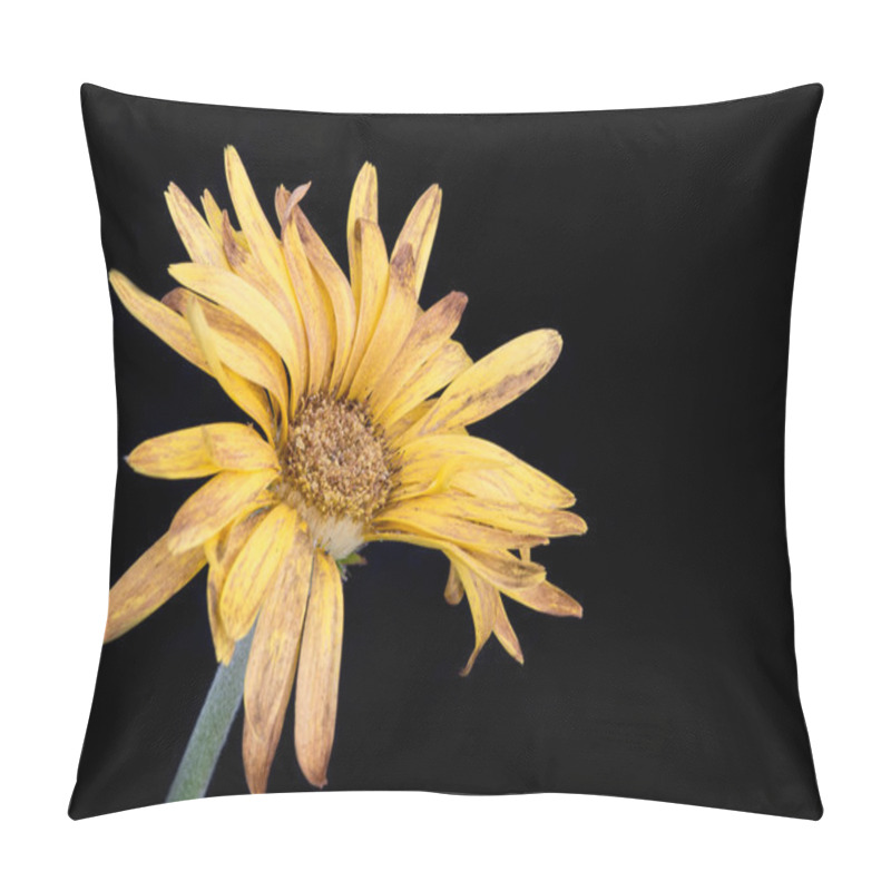 Personality  Yellow Dahlia Withered Flower With Petals Pillow Covers