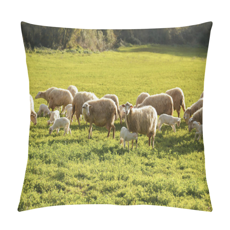 Personality  Scenic Farmland Scenery With Flock Of Grazing Sheep And Lambs On Green Pasture In Tuscany, Italy, Europe Pillow Covers