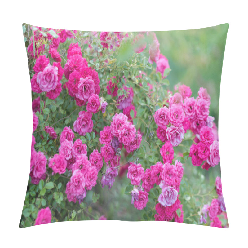 Personality  Pink Roses In The Garden. Blooming Climbing Roses On The Bush. Flowers Growing In The Garden, Selective Focus. Pillow Covers