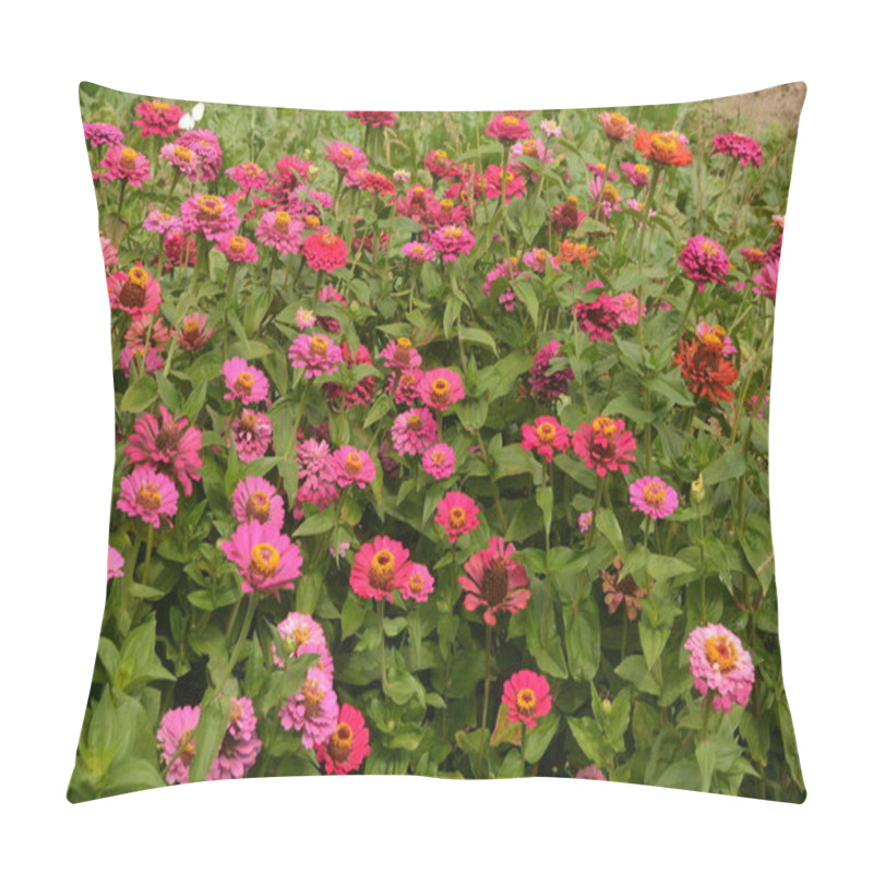 Personality  Common Zinnia Or Elegant Zinnia (Zinnia Elegans) In Garden. Pillow Covers