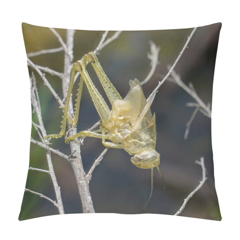 Personality  Exoskeleton Or Shed Of A Grasshopper Of Unknown Species Pillow Covers