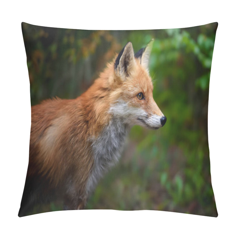 Personality  Red Fox, Vulpes Vulpes In Forest. Wild Animal In Natural Environment. Wildlife Scene From Nature Pillow Covers