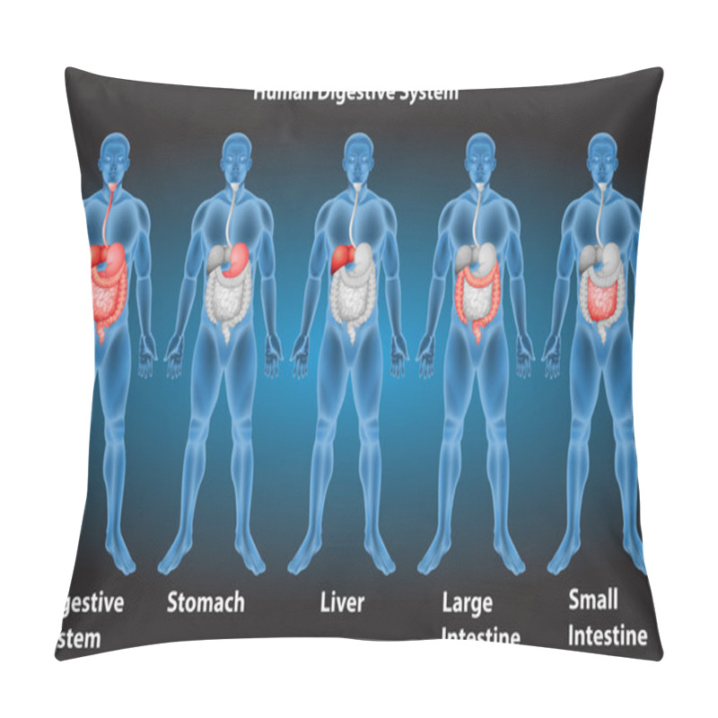 Personality  Digestive System Pillow Covers