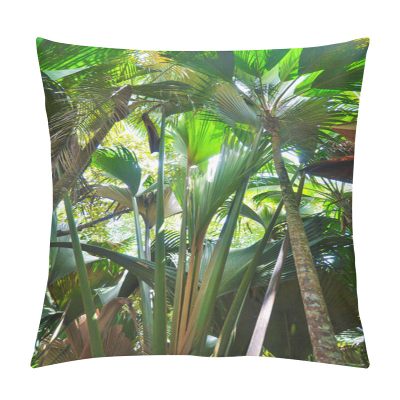 Personality  Palms Forest Of Coco De Mer Or Sea Coconut (Lodoicea Maldivica) In Valle De Mai Nature Reserve Park In Praslin Island. Seychelles Pillow Covers