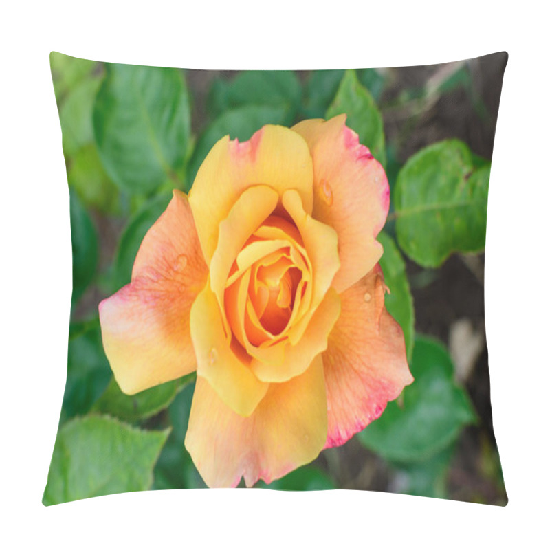 Personality  Close Up Of One Delicate Vivid Orange Rose In Full Bloom And Green Leaves In A Garden In A Sunny Summer Day, Beautiful Outdoor Floral Background Photographed With Soft Focus Pillow Covers