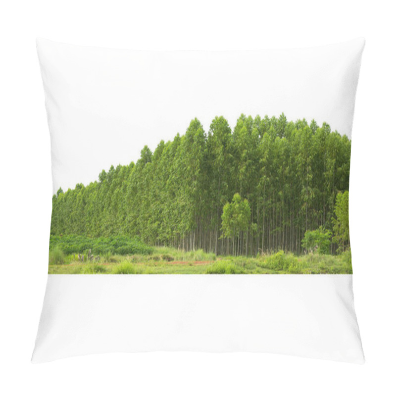 Personality  Eucalyptus  Forest   Isolated On White Background,  In Thailand, Plats For Paper Industry. Pillow Covers