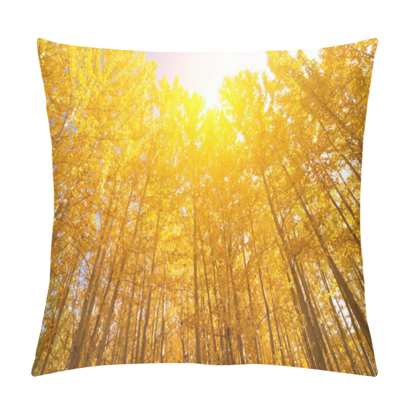 Personality  Wide Angle View Aspen Trees Pillow Covers