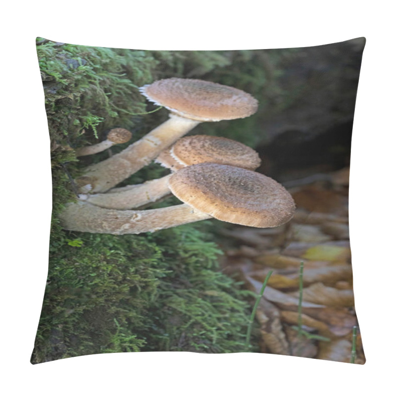 Personality  Armillaria Ostoyae (synonym Armillaria Solidipes) Is A Species Of Fungus, Pathogenic To Trees, In The Family Physalacriaceae. Pillow Covers